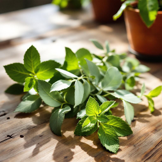 Eucalyptus Mint Body Butter